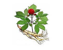 raiz de ginseng para aumentar a potência